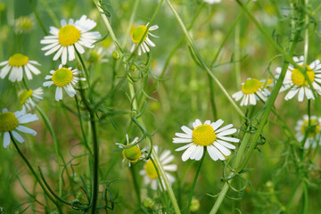 Group of Chamomile blossom in garden. Alternative medicine herbs. Scientific name Matricaria recutita, Matricaria chamomilla.