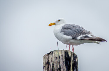 Seagull standing on top of the pier