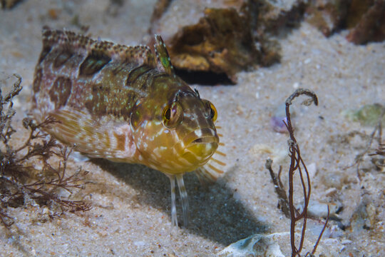 A Speckled klipfish (Clinus venustris) facing the camera
