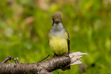 Great crested flycatcher on the state park