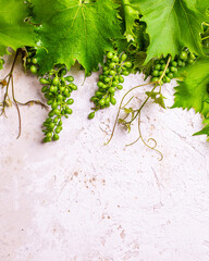 Weinranken, Wienblätter und Trauben auf Wand mit Freiraum für text
