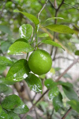 lime on tree