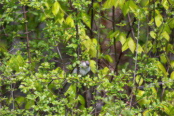 The black-billed cuckoo is hiding in  branches