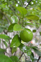 green lime on tree