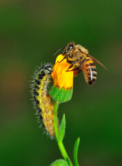 Beautiful  Bee macro in green nature 