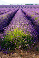 Champ de lavande en fleur sur le plateau de Valensole en Provence