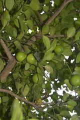 green lemons on tree