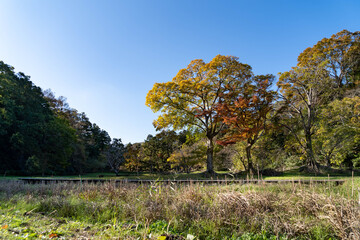 Obraz premium trees are on the field of a countryside of Chiba prefecture, JAPAN.
