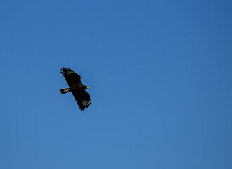 Predatory Hawk Soaring High in the Sky