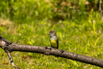 Great crested flycatcher on the state park