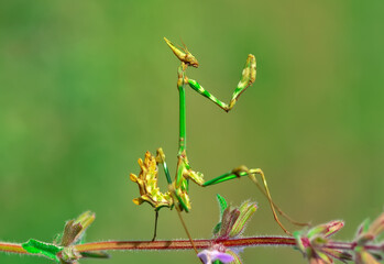 Close up of pair of Beautiful European mantis ( Mantis religiosa )