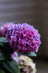 Purple hydrangea flower in garden