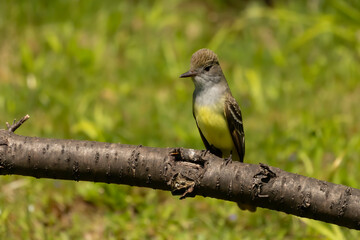 Great crested flycatcher on the state park