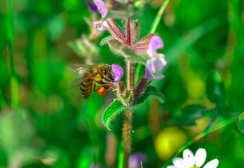 Beautiful  Bee macro in green nature 