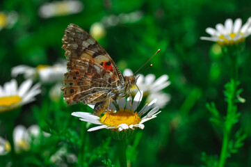 Closeup beautiful butterfly sitting on the flower in a summer garden