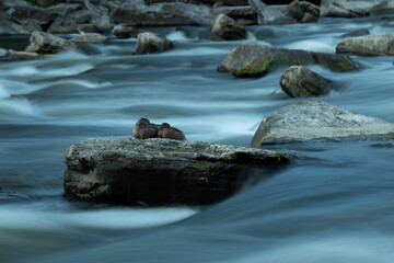 Obraz premium Ducks Sleeping on Rocks in Rapids with Landscape