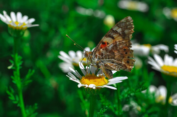 Closeup beautiful butterfly sitting on the flower in a summer garden