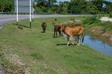 A group of skinny cows eating grass
