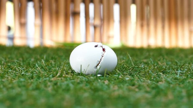 The clumsy behavior of a baby bird hatching from an egg. The origin of life in the wild.