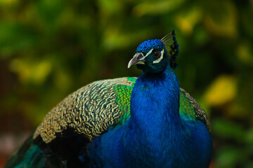 Obraz premium Portrait of a Peacock