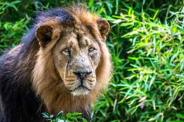 Male lion walking through bamboo