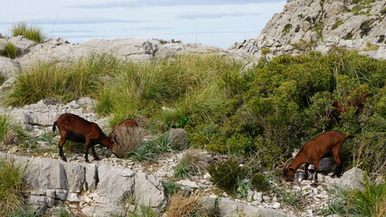 goats at Sa Calobra, Torrent de Pareis, Serra de Tramuntana on the island Mallorca, Spain, in the month of January