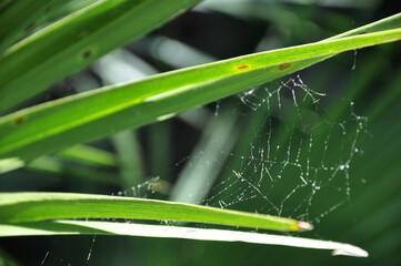 Close-up Cobweb on a Grass