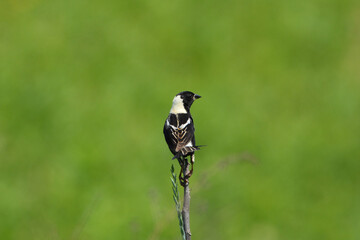 Bobolink bird perched on a twig
