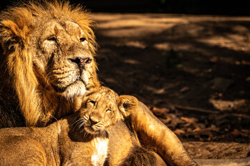 Naklejka premium Lion pair resting in the sun