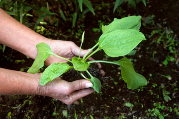 An elderly woman plants spring young plants in the soil. Work in the garden