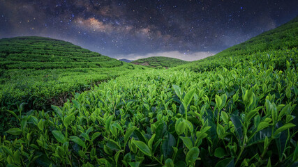 green teafield and night sky