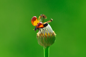 Beautiful ladybug on leaf defocused background