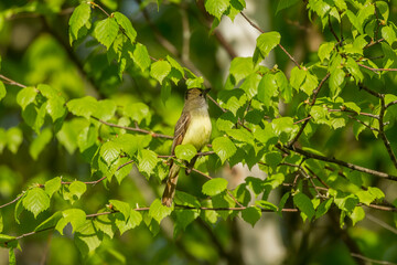 Great crested flycatcher on the state park