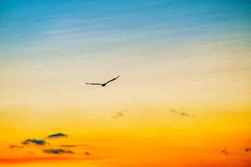 Bird in the sky