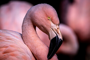 Fototapeta premium Flamingo pink background