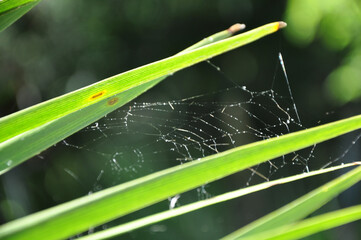 Spider Web Closeup