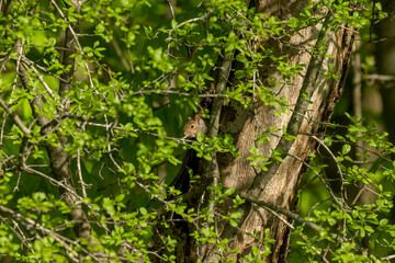 Eastern gray squirrel hidden in the branches of a tree. Native animal  to eastern North America