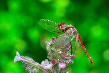 Macro shots, showing of eyes dragonfly and wings detail. Beautiful dragonfly in the nature habitat.