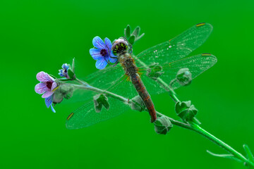 Macro shots, Beautiful nature scene dragonfly.   