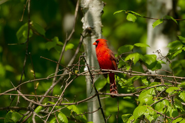  Bird. Northern cardinal in the garden