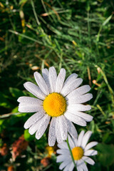 Fototapeta premium fresh white daisy with dewdrops or after rain on green meadow gras background, close-up top view, vertical outdoors stock photo image