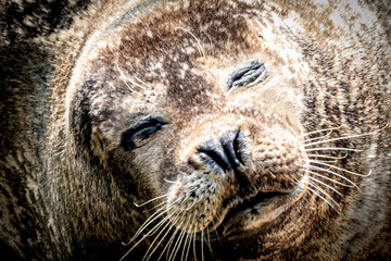 A closeup of a seal resting in the sun