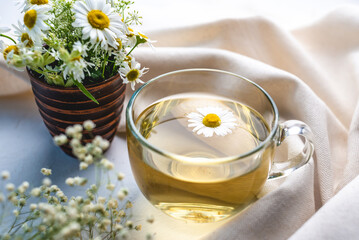 Transparent сup of hot chamomile tea. Concept of a healthy soothing herbal drink after a hard day or in the morning