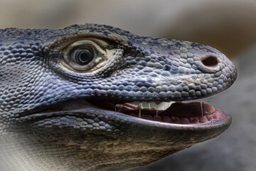 Komodo dragon with his mouth open