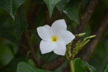 White flower