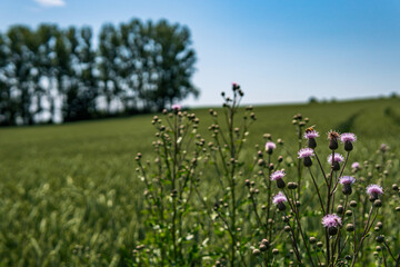 Beautiful flowers and grain fields with bees and insects