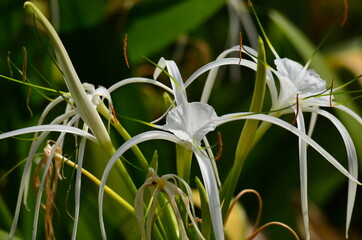 Focus on flower