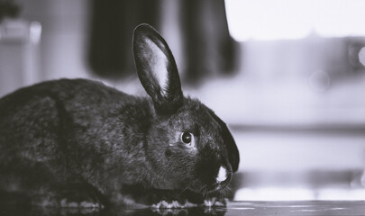 black rabbit in a kitchen
