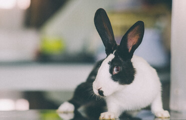 white rabbit on the table