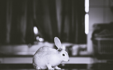 white rabbit on a black background